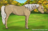 Horse Color:Silver Smoky Black 