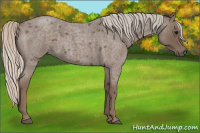 Horse Color:Silver Blue Roan 