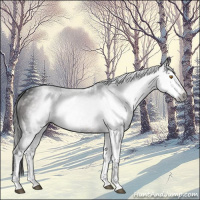 Horse Color:Gray Brown Sabino 