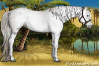 Horse Color:Gray White Spotted Chocolate Palomino