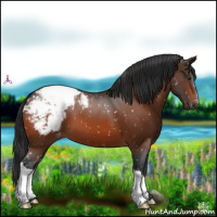 Horse Color:Brown Appaloosa 