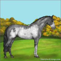 Horse Color:Blue Roan Frame 
