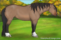 Horse Color:Bay Dun 
