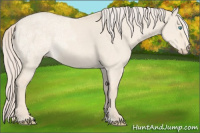 Horse Color:Cremello Ice Dun Rabicano