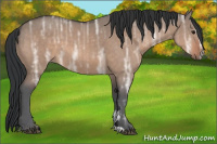 Horse Color:Brown Ice Dun Sabino 