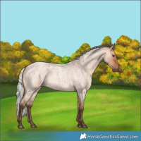 Horse Color:Silver Bay Roan Dun 