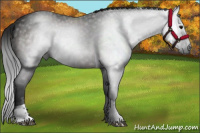 Horse Color:Gray Bay Tobiano