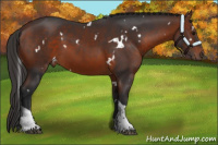 Horse Color:White Spotted Bay Tobiano 