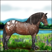 Horse Color:Brown Appaloosa
