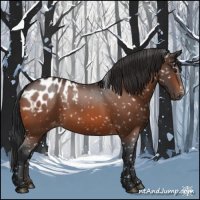 Horse Color:Brown Appaloosa 