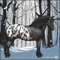 Horse Color:Brown Appaloosa 