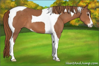 Horse Color:Chestnut Sabino Tobiano