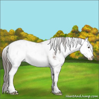 Horse Color:Liver Chestnut Sabino Rabicano 