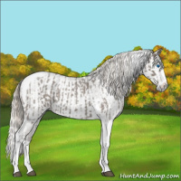 Horse Color:Silver Blue Roan Splash Tobiano Frame  and Gray Silver Blue Roan Splash Tobiano Frame 