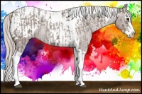 Horse Color:Silver Blue Roan Splash Tobiano  and Silver Blue Roan Splash Tobiano Appaloosa 