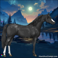 Horse Color:Black 
