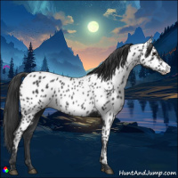 Horse Color:Black Appaloosa Rabicano 