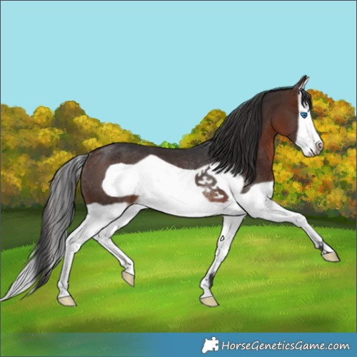 Horse Color:Brown Splash Frame Rabicano 