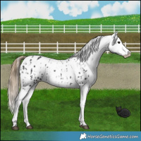 Horse Color:Black Appaloosa  and Smoky Black Appaloosa 