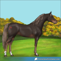 Horse Color:Liver Chestnut 