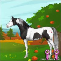 Horse Color:Liver Chestnut Splash Tobiano 