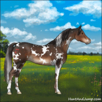 Horse Color:White Spotted Liver Chestnut