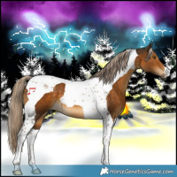 Horse Color:Chocolate Palomino Tobiano 