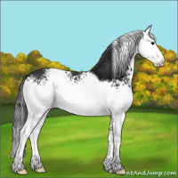 Horse Color:White Spotted Black Splash