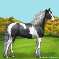 Horse Color:Black Splash Tobiano 