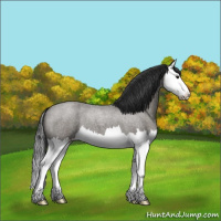 Horse Color:Grullo Roan Splash 