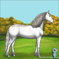 Horse Color:Silver Grullo Roan Splash 