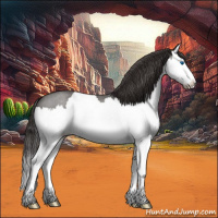 Horse Color:Smoky Blue Roan Splash 
