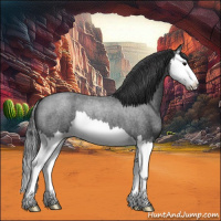 Horse Color:Blue Roan Splash 
