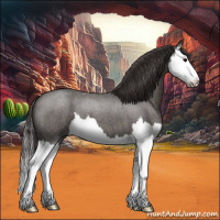 Horse Color:Smoky Blue Roan Splash 
