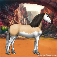 Horse Color:Buckskin Roan Splash 