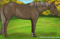 Horse Color:Chocolate Palomino Rabicano