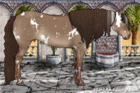 Horse Color:White Spotted Liver Red Dun 