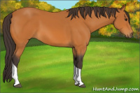 Horse Color:Buckskin Tobiano 