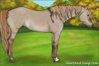 Horse Color:Liver Red Dun 
