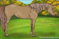 Horse Color:Chocolate Palomino Dun 