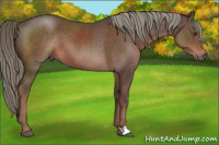Horse Color:Liver Chestnut Mushroom 