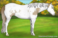 Horse Color:White Spotted Classic Cream Champagne Splash Tobiano Appaloosa Rabicano