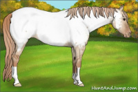 Horse Color:Red Dun Appaloosa Rabicano
