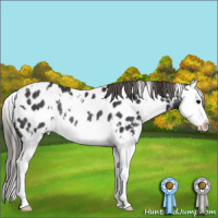 Horse Color:White Spotted Smoky Black Splash Appaloosa Rabicano