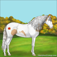 Horse Color:Silver Buckskin Dun Splash Tobiano Appaloosa Rabicano 