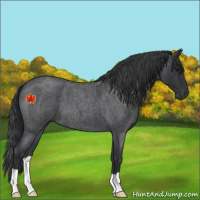 Horse Color:Blue Roan 
