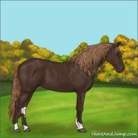 Horse Color:Gray Chestnut 