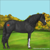 Horse Color:Black 