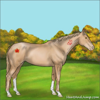 Horse Color:Chestnut Pearl