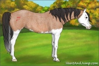 Horse Color:Bay Roan Splash